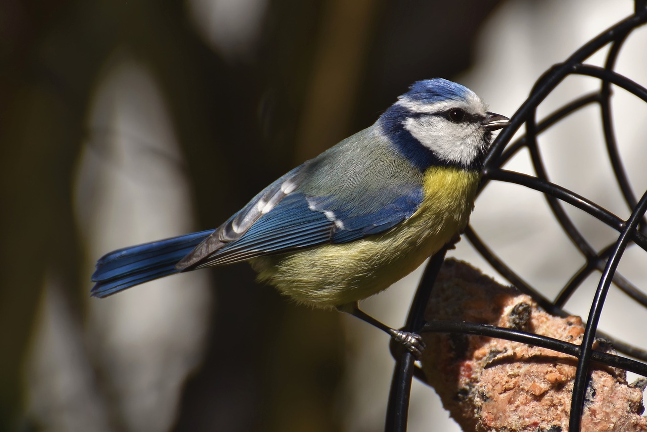 Making DIY Bird Feeders with the Kids